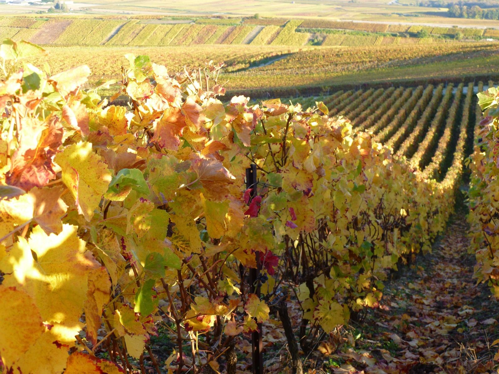 Zoom sur des grains de raisins qui ressortent de notre pressoir artisanal lors de la vendange