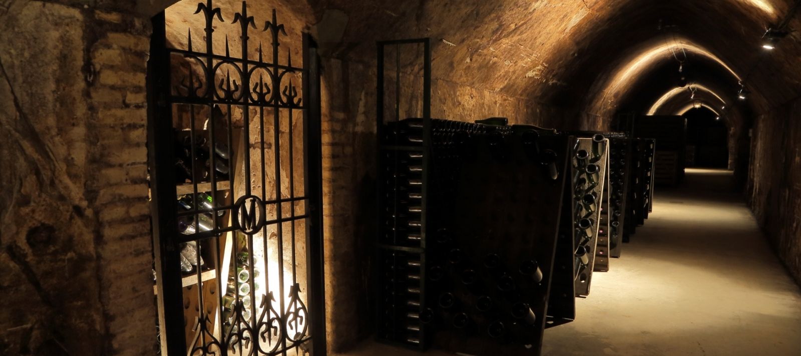 Plan rapproché sur des rangs de vignes au début de la pousse des brins